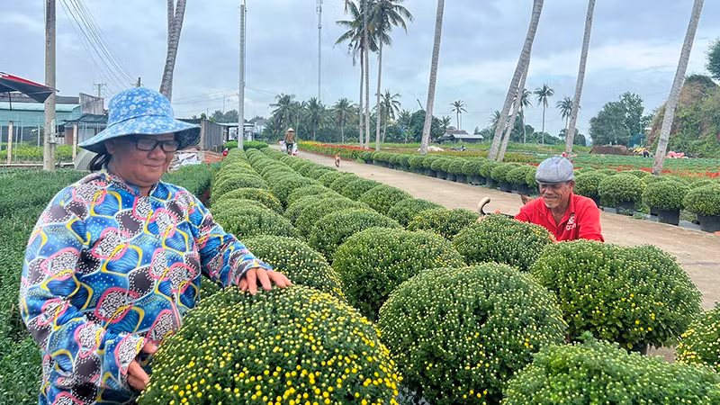 The family of Tran Thi Thu Huong (Son Phu Commune, Cho Lach District) is tending to flowers in preparation for selling during the Lunar New Year