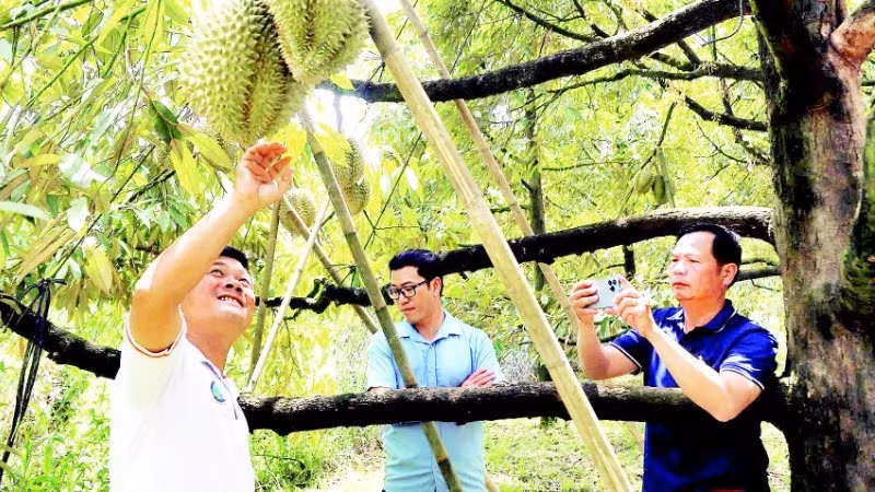 Farmer Dang Huy Bo (left) with his family's off-season fruit-bearing durian trees
