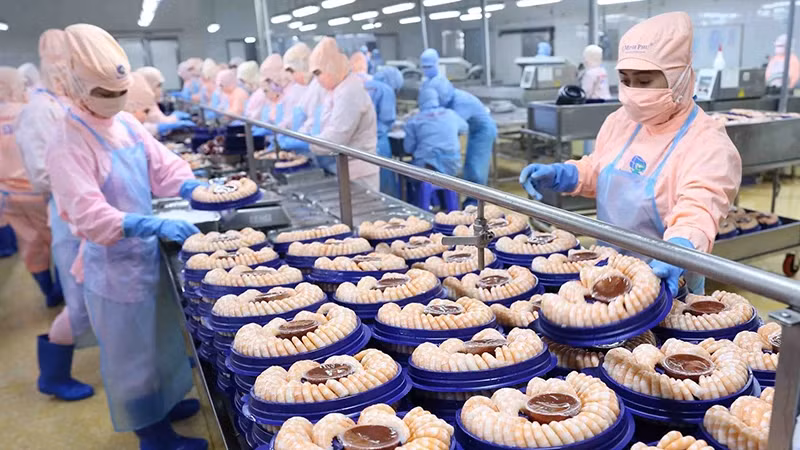 Processing shrimp for export at a factory in the Song Hau Industrial Zone, Hau Giang Province. (Photo: VNA)