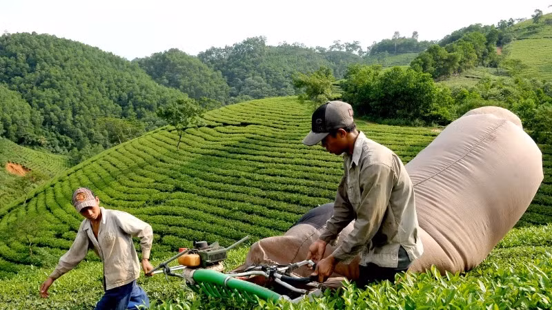 Vietnam is focusing on developing safe tea growing areas to boost exports.