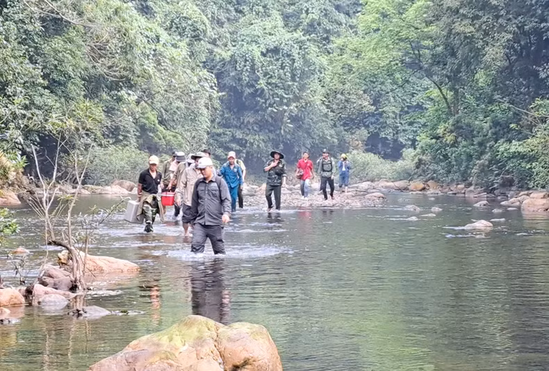 The Quang Tri Provincial Special-use Forest Management Board traverses streams and mountains to reach the ancient apricot forest. The Quang Tri Provincial Special-use Forest Management Board traverses streams and mountains to reach the ancient apricot forest.