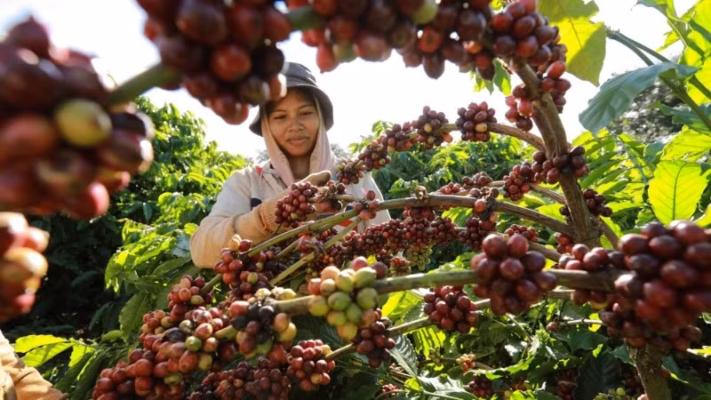 Coffee harvest (Illustrative image: VNA)