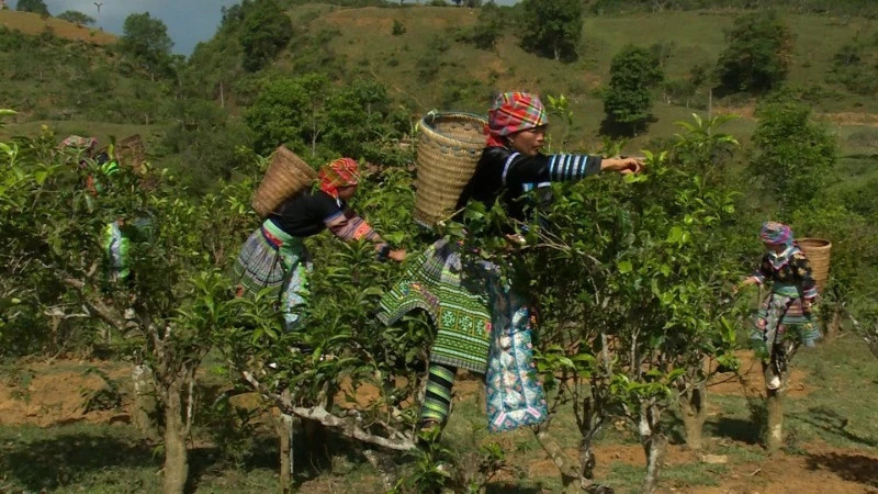 H'Mong people harvest local agricultural products.