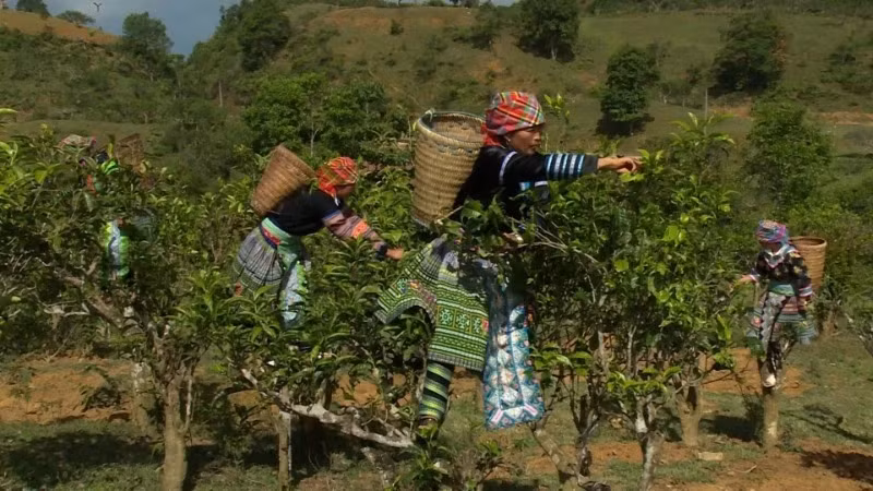 H'Mong people harvest local agricultural products.