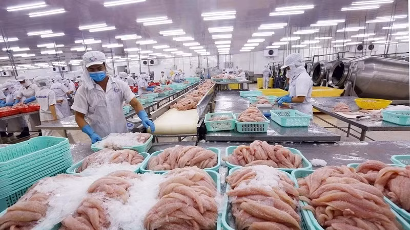 Despite being a source of national pride and a major export to over 140 countries, pangasius has yet to earn its rightful place on the Vietnamese dining table.