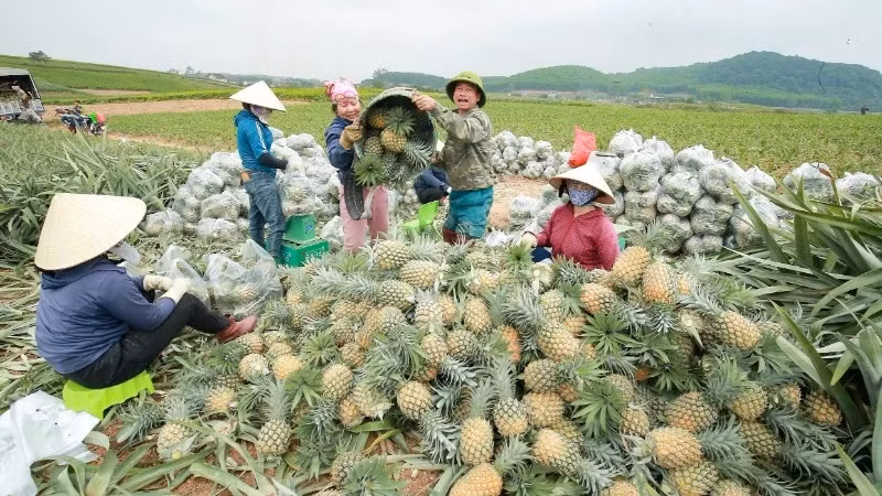 Farmers in Quynh Lưu District have mastered staggered planting techniques, allowing pineapples to be harvested at different times and sold at higher prices.