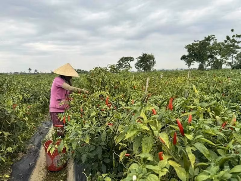 Illustrative image (Photo: VNA)