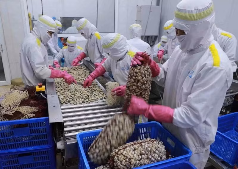 Workers process whole clams at a factory in An Xa Industrial Cluster, Nam Dinh province. (Photo: VNA)