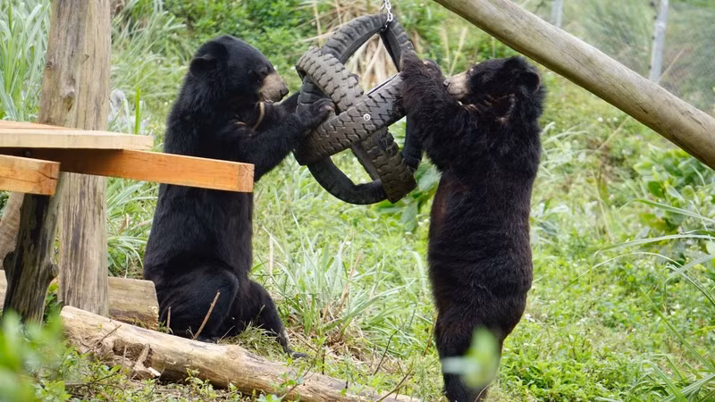 Bears at Bear Sanctuary Ninh Binh.