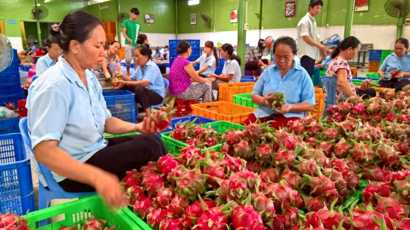 Vietnamese fruits have many opportunities for export to the Northern European market.