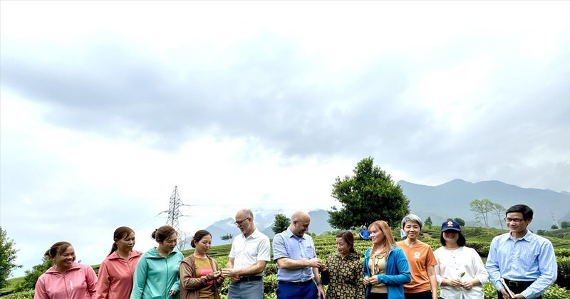 A delegation of the Canadian Embassy in Vietnam visits tea hills in Lai Chau province. (Photo: VNA)