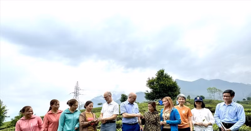 A delegation of the Canadian Embassy in Vietnam visits tea hills in Lai Chau province. (Photo: VNA)