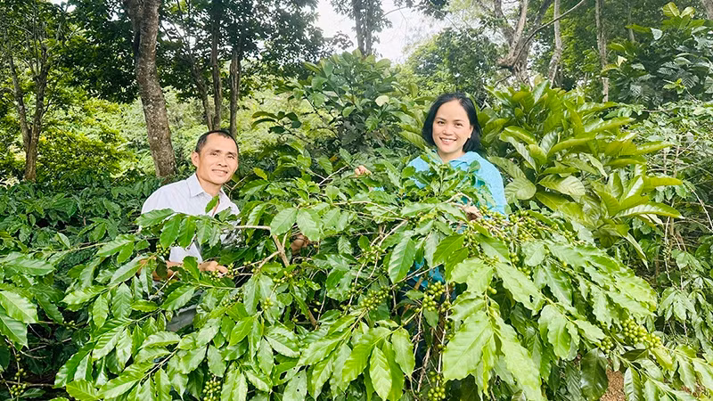 Luong Thi Ngoc Tram and Phan Hong Phong at the Khe Sanh Arabica coffee garden.