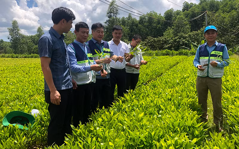 A tree nursery model in Vinh Ha Commune, Vinh Linh District, Quang Tri Province
