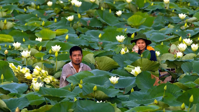 Engineer Nguyen Van Thuy and his wife sit next to a lotus pond at the centre