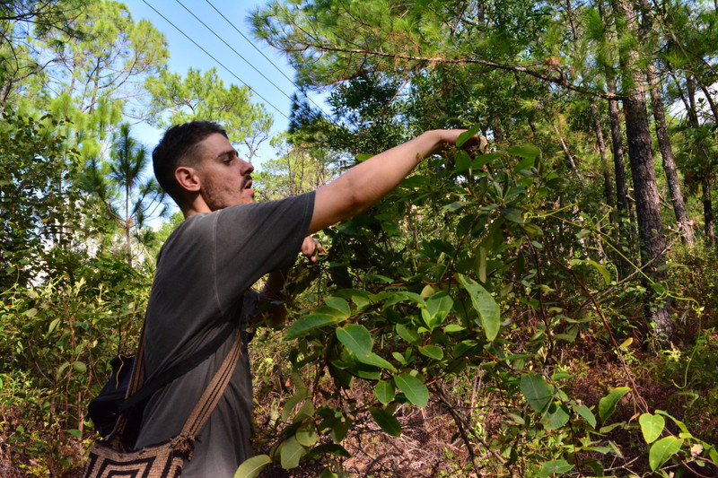 Henry Herbert gets inspired by Vietnamese plants