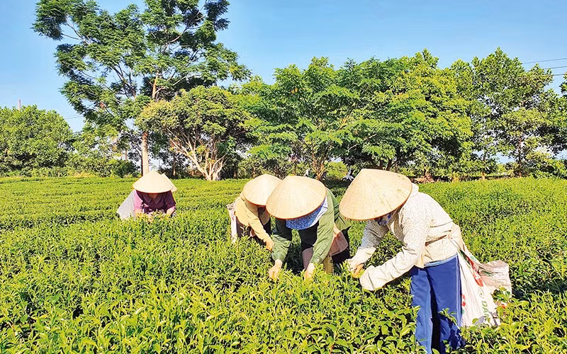 Harvesting tea in Quang Long Commune, Hai Ha District, Quang Ninh Province.