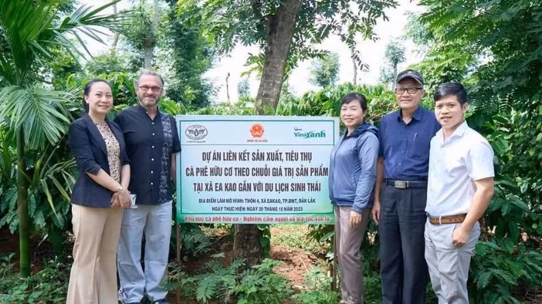 Linking the production and consumption of organic coffee according to the product value chain associated with eco-tourism is increasingly developing in Dak Lak.