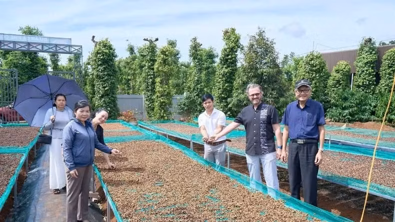 Foreign partners visit the organic coffee processing facility of Vuong Thanh Cong Production and Trading Company Limited, Buon Ma Thuot City, Dak Lak Province.