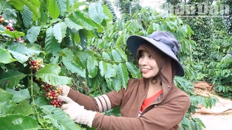 Entering the 2024-2025 coffee harvest, farmers in Dak Lak are extremely excited because coffee prices have increased dramatically.