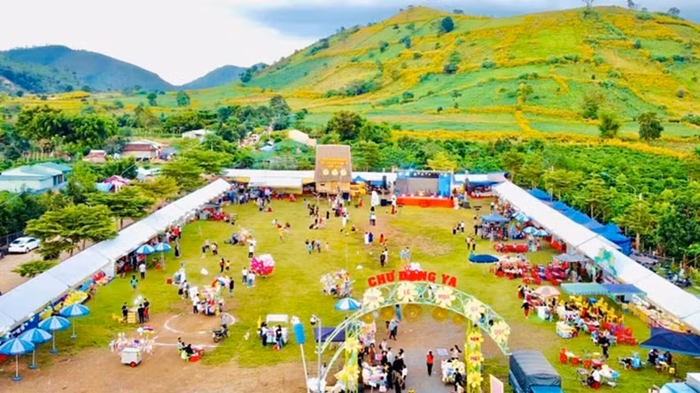 The 2024 Wild Sunflower Week - Chu Dang Ya Volcano Gia Lai is held from November 6 to 12.