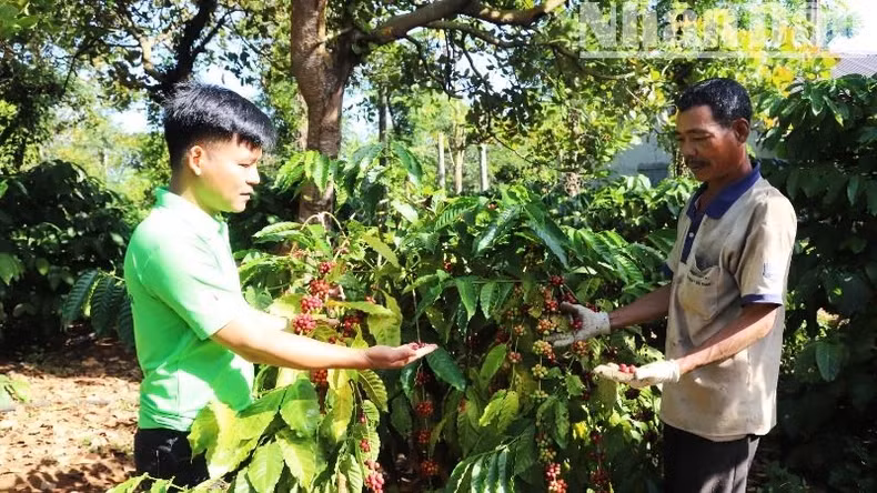 Many areas of replanted coffee in Dak Lak have high productivity and economic efficiency.