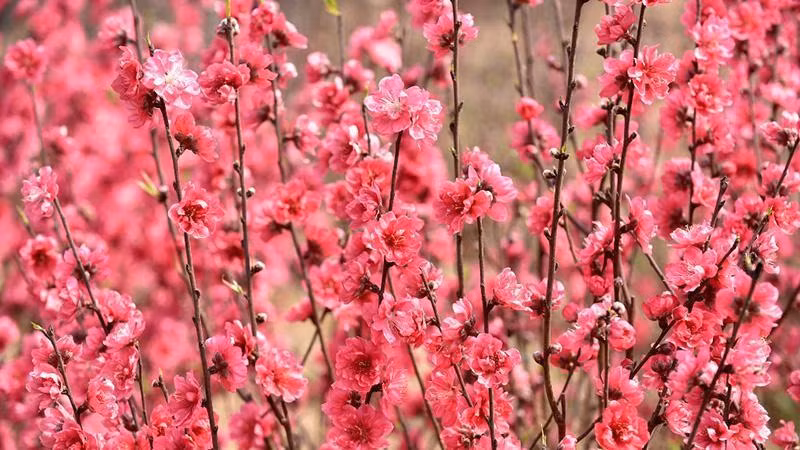 Nhat Tan peach blossom