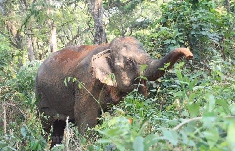 Elephants in the Central Highlands. (Photo: VNA)