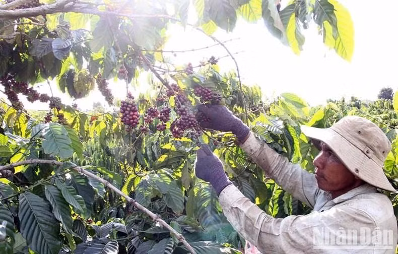 Farmer in Lam Dong Province harvest coffee.