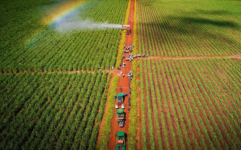 Sugarcane farm of an investment group in Tay Ninh.