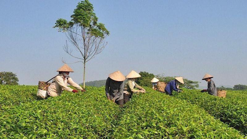 The tea growing area of Vinh Tan Tea Cooperative in Son Duong district, Tuyen Quang province (Photo: Hai Chung)