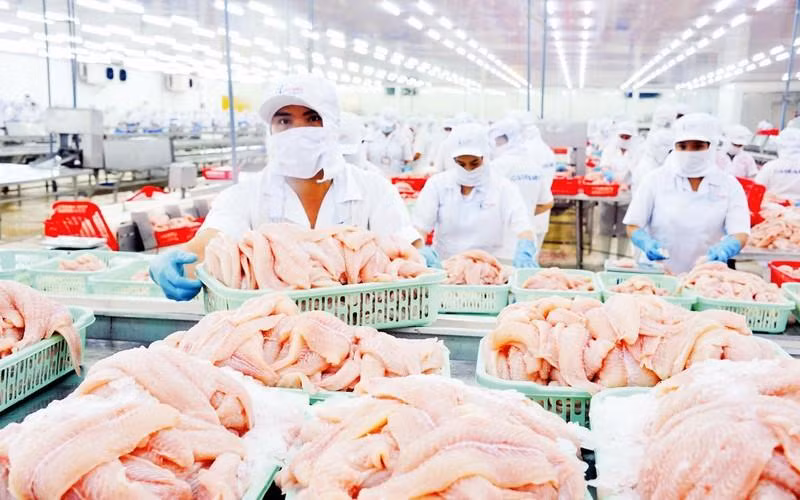 ‘Tra’ fish processing at an IDI factory under Sao Mai Group (Photo: Le Hoang Vu)