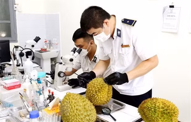 Customs officers examine durians before the fruit is exported to China via the Huu Nghi International Border Gate in Lang Son province. (Photo: VNA)
