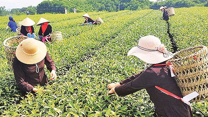 Visitors experience tea picking in Hai Ha district.