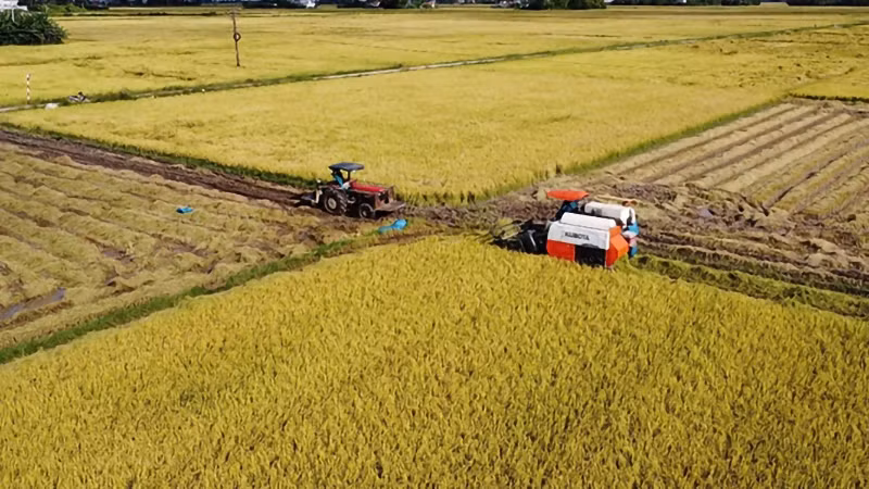 Agricultural cooperatives in Tay Hoa district use harvesters to harvest rice.
