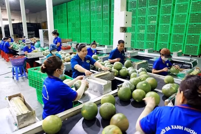 A green-skin pomelo packaging line for export in Mo Cay Bac district, Ben Tre province. (Photo: VNA)