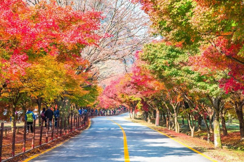 Vietnam's outbound tourism market recovers faster