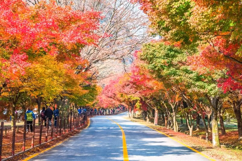 Vietnam's outbound tourism market recovers faster