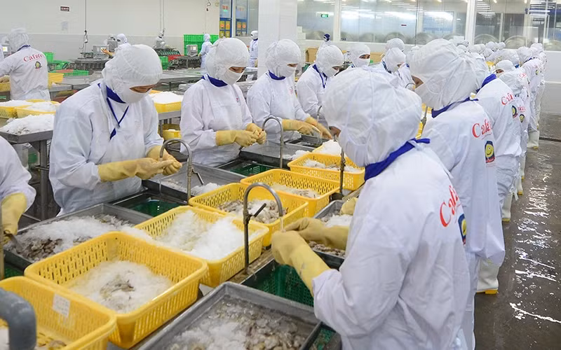 Seafood processing at Cafatex Hau Giang Seafood Joint Stock Company. (Photo: DUC KHANH)