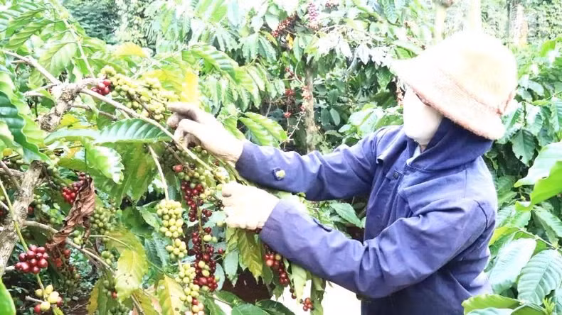 Many farmers in Dak Lak produce coffee according to the circular agricultural model, but the area is not large. Many farmers in Dak Lak produce coffee according to the circular agricultural model, but the area is not large.