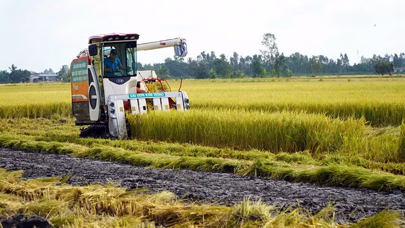 Harvesting rice at Thang Loi Agricultural Service Cooperative, Lang Bien Commune, Thap Muoi District, Dong Thap Province. (Photo: HUU NGHIA)