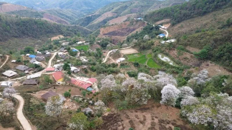 To attract visitors to the ancient forest in Nam Cum Village, Ngoi Cay Commune, Muong Ang District is currently implementing the construction of infrastructure works and renovating the campus around the village.