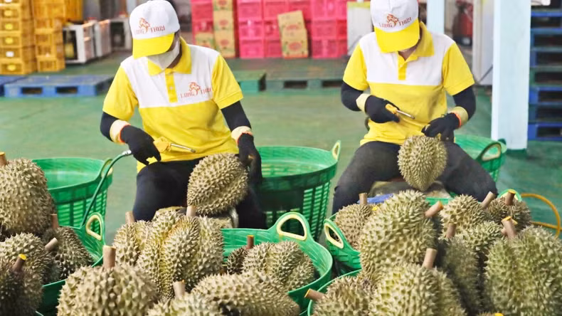 Durian is a bright spot in the fruit and vegetable export picture.