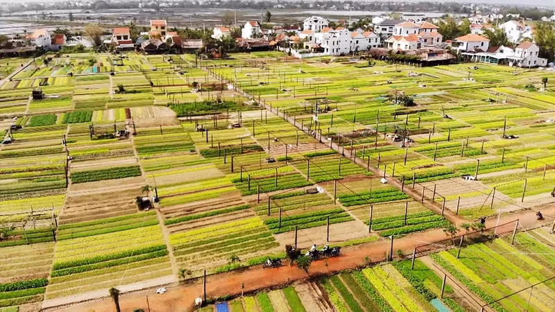 Tra Que Vegetable Village has just been recognised as one of the Best Tourism Villages of 2024 by the United Nations Tourism Organisation (UN Tourism)