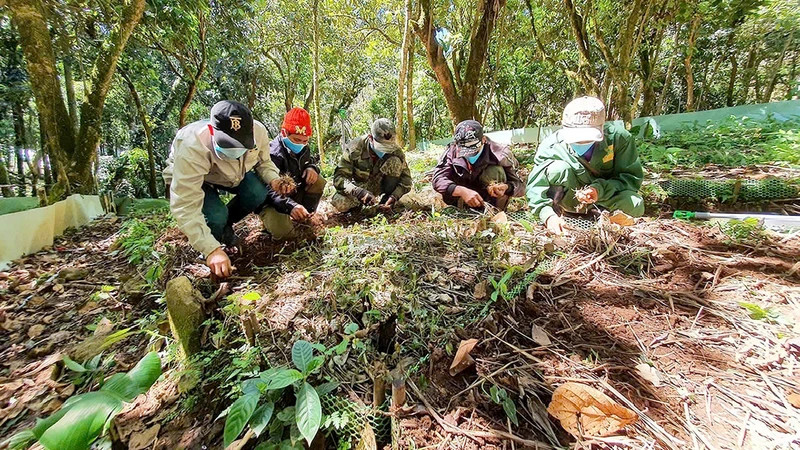 People in Kon Tum Province take care of Ngoc Linh ginseng.