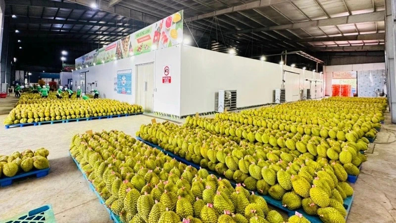 Vietnamese durian is being exported to the Chinese market. (Photo: TIEN ANH)