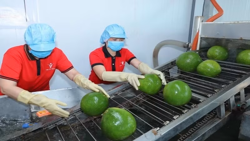 Fruit and vegetable exports tipped to grow strongly 