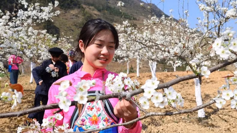 In spring, peach and pear blossoms bloom on Dong Van Karst Plateau, attracting tourists.