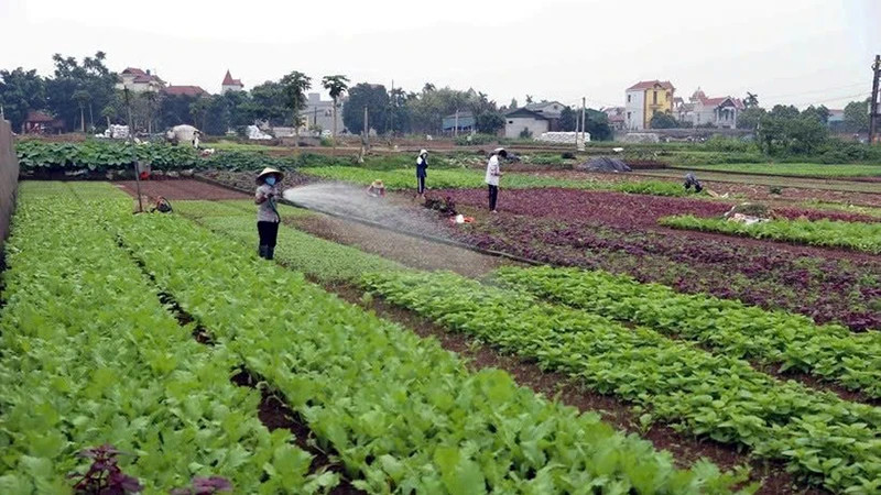 Farmers caring for vegetables in Hoai Duc District (Hanoi). (Photo: VU SINH)