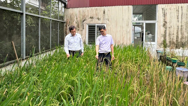 The experimental area for rice research of the Agricultural Genetics Institute.